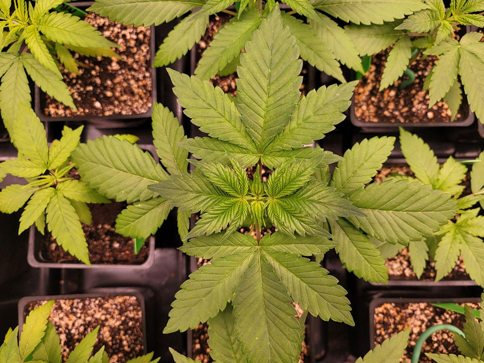 Stacks Family Farms Cannabis Leaves